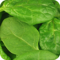 image of spinach.